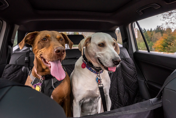Road Trip Tips For Traveling With Pets